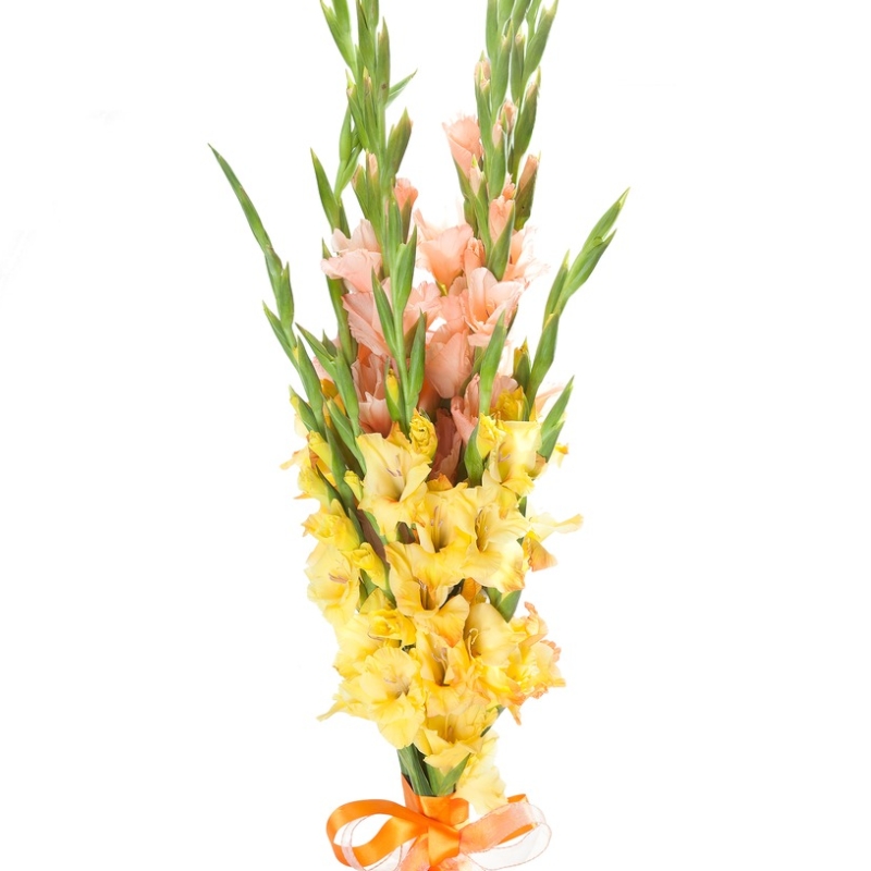 Букет из гладиолусов " В 1 класс"