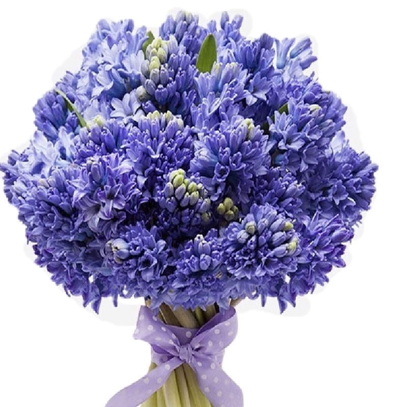 Букет из 25 синих гиацинтов